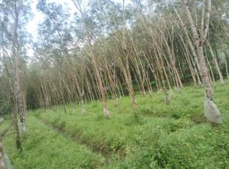Agricultural Land, Ernakulam