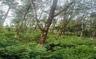 Agricultural Land for Sale in Ernakulam, Muvattupuzha, Muvattupuzha town