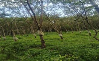 Residential Land for SaleErnakulam, Muvattupuzha, Valakam