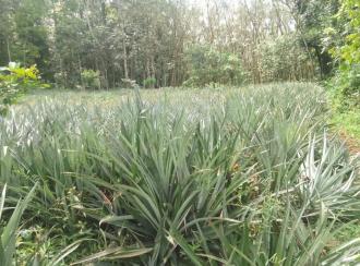 Residential Land for Sale in Ernakulam, Muvattupuzha, Valakam