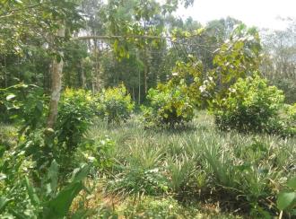 Residential Land for Sale in Ernakulam, Muvattupuzha, Valakam