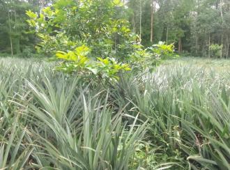 Residential Land for Sale in Ernakulam, Muvattupuzha, Valakam