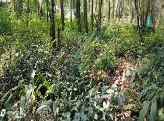 Residential Land for Sale in Malappuram, Ponnani, Vattamkulam