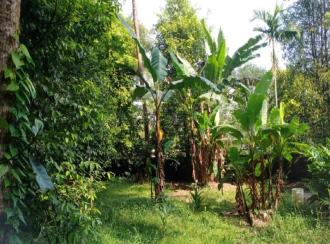 Residential Land for Sale in Ernakulam, Angamaly, Angamaly, Vengoor