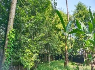 Residential Land for Sale in Ernakulam, Angamaly, Angamaly, Vengoor