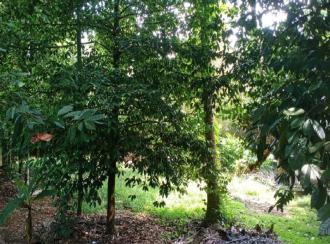 Residential Land for Sale in Ernakulam, Angamaly, Angamaly, Vengoor