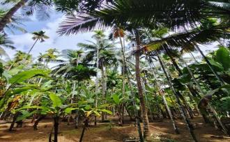 Residential Land for Sale in Thrissur, Thrissur town, Thrissur