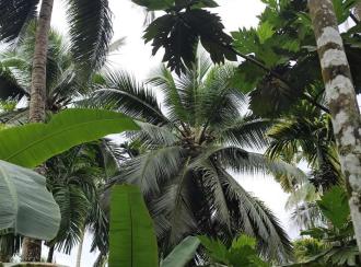 Residential Land for Sale in Thrissur, Thrissur town, Thrissur