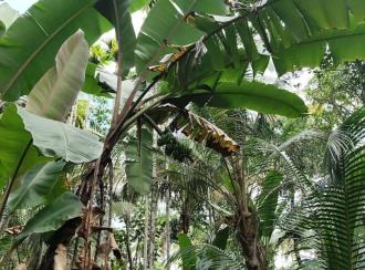 Residential Land for Sale in Thrissur, Thrissur town, Thrissur