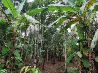 Residential Land for Sale in Thrissur, Thrissur town, Thrissur