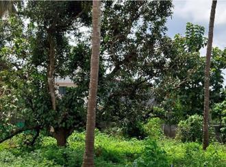 Residential Land for Sale in Palakkad, Ottappalam, Akaloor