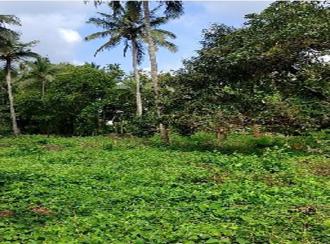 Residential Land for Sale in Palakkad, Ottappalam, Akaloor