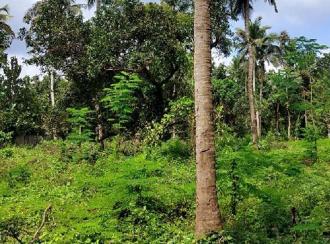 Residential Land for Sale in Palakkad, Ottappalam, Akaloor