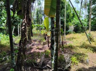 Residential Land for Sale in Thrissur, Kanjany, Kanjany
