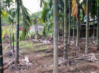 Commercial Land for Sale in Palakkad, Vadakkencherry, Vadakkencherry