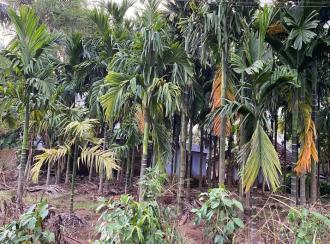 Commercial Land for Sale in Palakkad, Vadakkencherry, Vadakkencherry