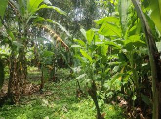 Residential Land for SaleKozhikode, Ramanattukara, Ramanattukara