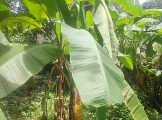 Residential Land for Sale in Kozhikode, Ramanattukara, Ramanattukara