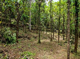 Residential Land for Sale in Pathanamthitta, Pathanamthitta, Mylapra