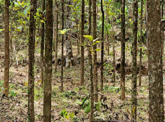 Residential Land for Sale in Pathanamthitta, Pathanamthitta, Mylapra