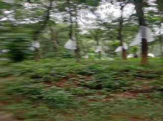 Residential Land for SaleKottayam, Pallickathodu, Pallickathodu