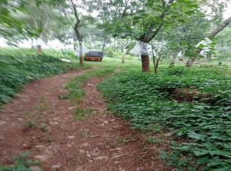 Residential Land for Sale in Kottayam, Pallickathodu, Pallickathodu