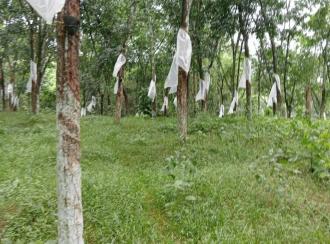 Residential Land for Sale in Kottayam, Pallickathodu, Pallickathodu