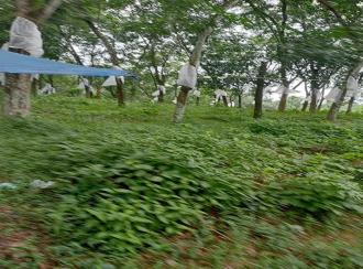 Residential Land for Sale in Kottayam, Pallickathodu, Pallickathodu