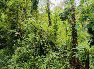 Residential Land for Sale in Kannur, Kannur, Kappad