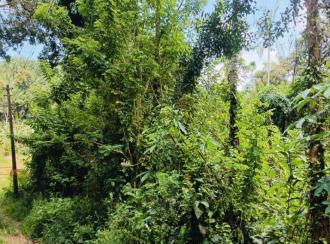 Residential Land for Sale in Kannur, Kannur, Kappad