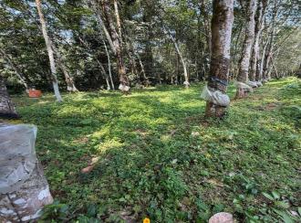 Residential Land for Sale in Pathanamthitta, Adoor, Pallickal