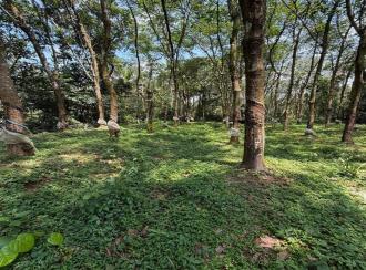 Residential Land for Sale in Pathanamthitta, Adoor, Pallickal