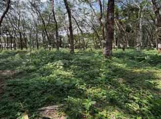 Residential Land for Sale in Pathanamthitta, Adoor, Pallickal