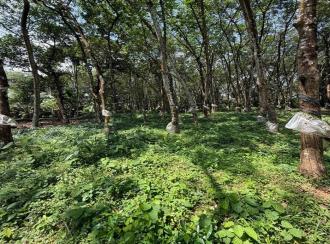 Residential Land for Sale in Pathanamthitta, Adoor, Pallickal