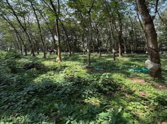 Residential Land for Sale in Pathanamthitta, Adoor, Pallickal