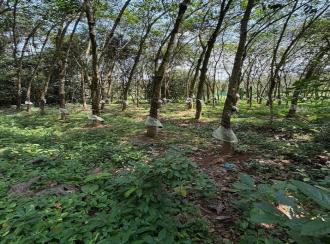 Residential Land for Sale in Pathanamthitta, Adoor, Pallickal