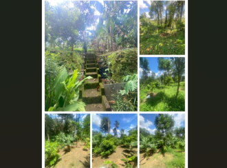 Residential House Villa for Sale in Ernakulam, Kothamangalam, Nellimattom