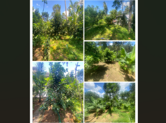 Residential House Villa for Sale in Ernakulam, Kothamangalam, Nellimattom