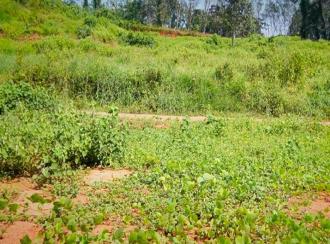 Residential Land for Sale in Ernakulam, Muvattupuzha, Velloorkunnam