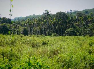 Residential Land for Sale in Ernakulam, Muvattupuzha, Velloorkunnam