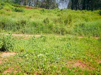 Residential Land for Sale in Ernakulam, Muvattupuzha, Velloorkunnam