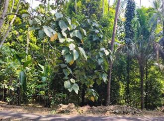 Residential Land for SaleErnakulam, Angamaly, Poothamkutty