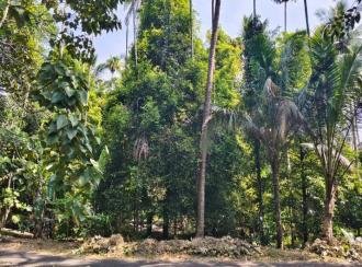 Residential Land for Sale in Ernakulam, Angamaly, Poothamkutty