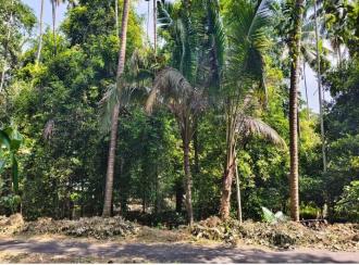 Residential Land for Sale in Ernakulam, Angamaly, Poothamkutty