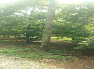 Residential Land for Sale in Thrissur, Ollur, Ollur, Kadavi's garden
