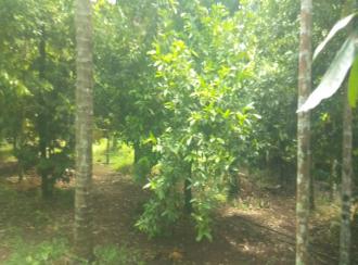 Residential Land for Sale in Thrissur, Ollur, Ollur, Kadavi's garden