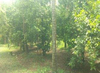 Residential Land for Sale in Thrissur, Ollur, Ollur, Kadavi's garden