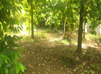 Residential Land for Sale in Thrissur, Ollur, Ollur, Kadavi's garden