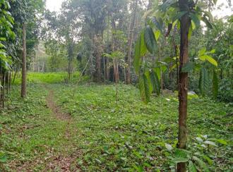 Residential Land for SalePathanamthitta, Pathanamthitta, Pramadam