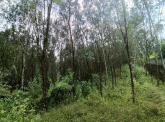 Agricultural Land for SalePathanamthitta, Ranni, Inchapara